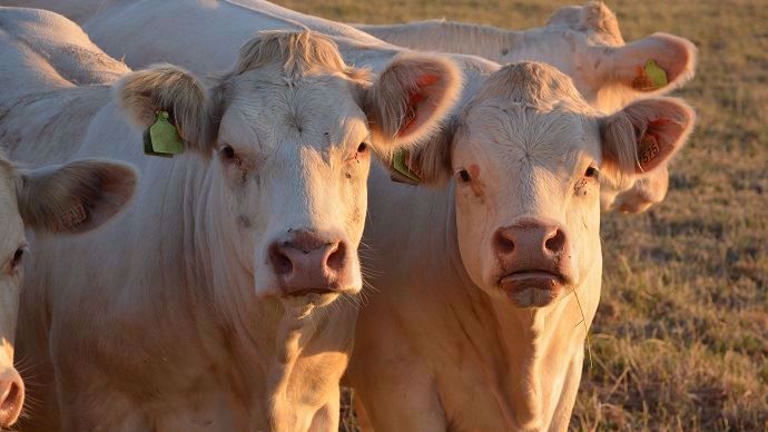 Réduction des antibiotiques dans les élevages de veaux de boucherie