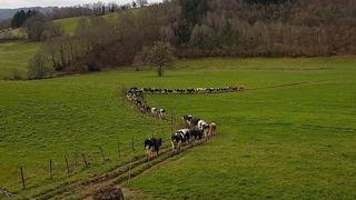 Sans stabilisation, le chemin d'accès au pâturage risque de se détériorer au fil du temps. (©Franck Jaulhac) Sans stabilisation, le chemin d'accès au pâturage risque de se détériorer au fil du temps. (©Franck Jaulhac)
