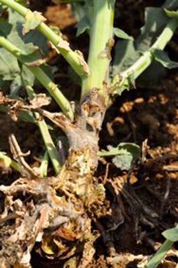 Botrytis sur colza
