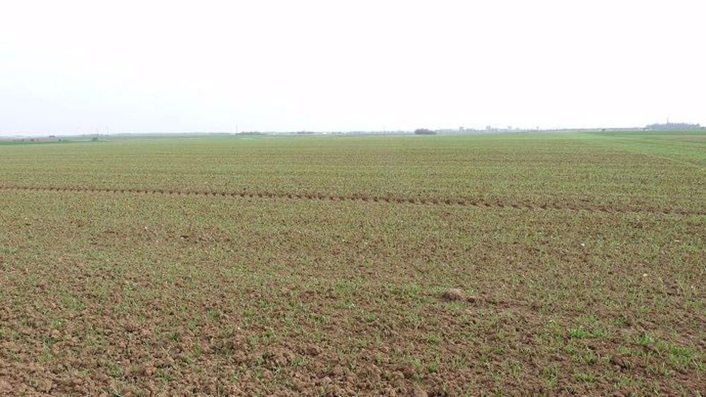 D'après le rapport Céré'Obs de FranceAgriMer, 67 % des surfaces prévues en orge de printemps étaient semées au 26 mars 2018, contre 96 % l'année dernière.  (©Terre-net Média) 