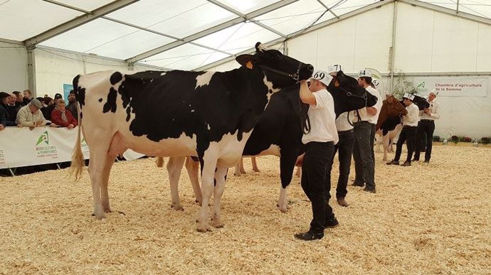 Une vingtaine d'éleveurs, dont essentiellement des jeunes, présentaient leurs plus belles Prim'holsteins au concours départemental de Montdidier (80) ce lundi de Pâques. (©Terre-net Média) 