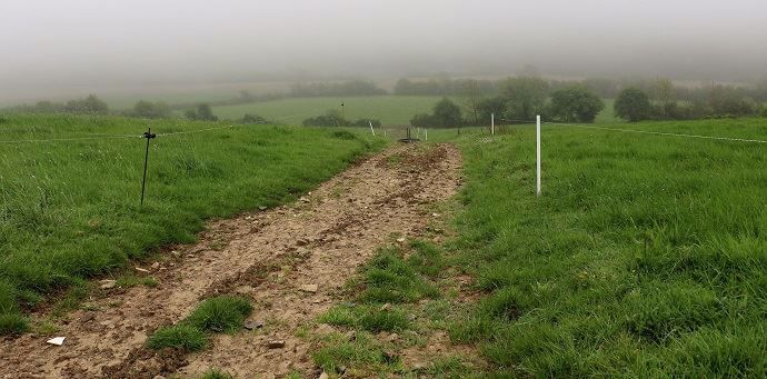 Avec un parcellaire vallonné et humide par endroits, François accorde de l'importance aux chemins d'accès pour préserver la santé des pattes de ses vaches