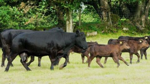 L'accord UE-Mexique prévoit à l'horizon 2023 l'importation sans droits de douane de 10 000 t de viandes bovines nobles et 10 000 t d'abats. (©Terre-net Média) L'accord UE-Mexique prévoit à l'horizon 2023 l'importation sans droits de douane de 10 000 t de viandes bovines nobles et 10 000 t d'abats. (©Terre-net Média)