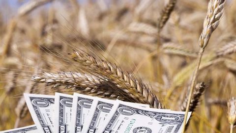La filière française du blé tendre est plombée par une « forte pression fiscale », qui la fait dégringoler au neuvième rang dans le classement relatif aux « facteurs macroéconomiques ». Australie, États-Unis, Russie, Kazakhstan sont les meilleurs sur ce critère. (©Rsooll/Fotolia)