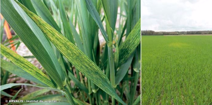 Présence de mosaïque sur céréales et au sein d'une parcelle 