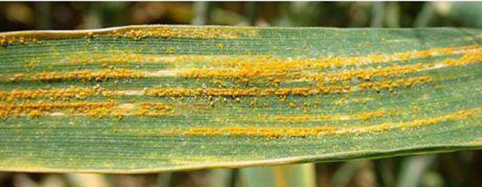 Rouille jaune : stries parallèles aux nervures