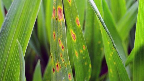 Des taches jaunes peuvent être observées au printemps sur céréales. Arvalis-Institut du végétal présente les différentes causes possibles.  (©Arvalis-Institut du végétal)