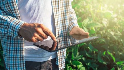 Taméo fournit un ensemble d'outils d'aide à la décision pour les cultures du blé et du maïs. (©Bits and Splits/Fotolia)