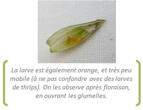 Larve de cécidomyie orange