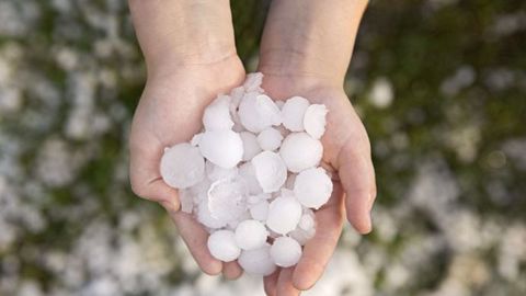 Le week-end dernier, plus de 7 000 hectares de vignes ont été gravement endommagés par la grêle dans le vignoble bordelais et 10 000 à Cognac. (©CdStock/Fotolia)