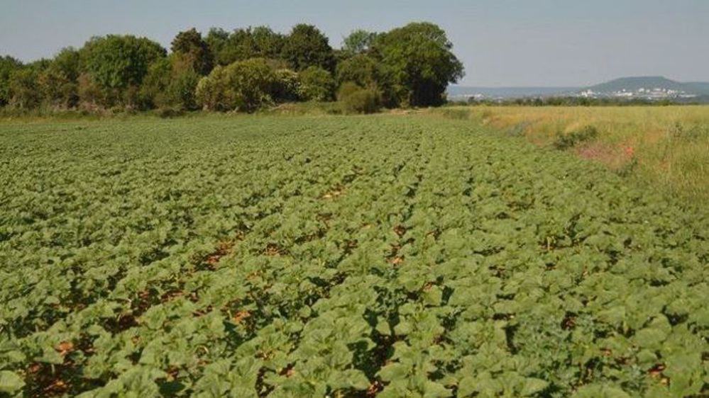 Les cultures de tournesol sont bien en place grâce aux conditions climatiques dans l'ouest de la France. (©Terres Inovia)