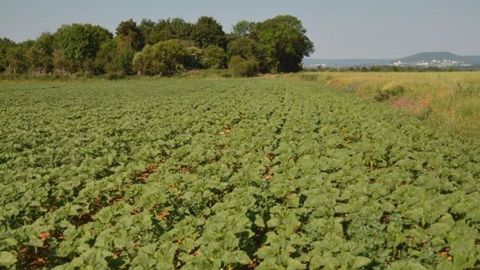 Les cultures de tournesol sont bien en place grâce aux conditions climatiques dans l'ouest de la France. (©Terres Inovia)