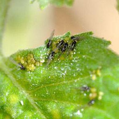 Pucerons sur tournesol