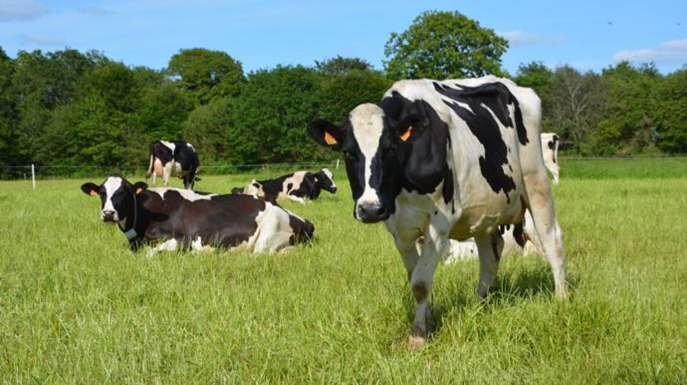 Partout en Europe, la production de lait biologique explose. Le Danemark exporte déjà la moitié de sa production. (©Terre-net Média) 