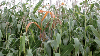 Dans la tige, les larves de pyrale stoppent l'alimentation de la partie haute du maïs (©Arvalis) Dans la tige, les larves de pyrale stoppent l'alimentation de la partie haute du maïs (©Arvalis)