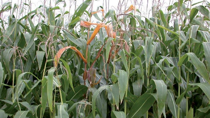 Dans la tige, les larves de pyrale stoppent l'alimentation de la partie haute du maïs
