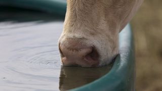 Le galet effervescent de Vétalis permet de complémenter les bovins en minéraux au pâturage via l'eau de boisson. (©Watier-visuel) Le galet effervescent de Vétalis permet de complémenter les bovins en minéraux au pâturage via l'eau de boisson. (©Watier-visuel)