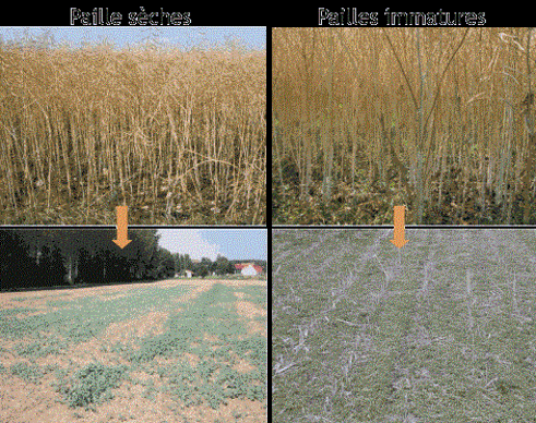 Pailles sèches et pailles immatures