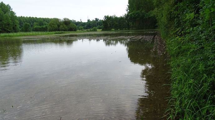 Champ de maïs inondé