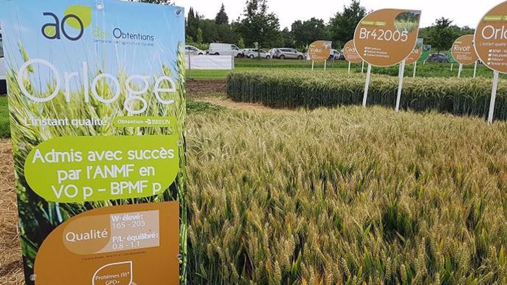 Parmi les variétés issues de ce partenariat : le blé tendre Orloge. (©Terre-net Média)