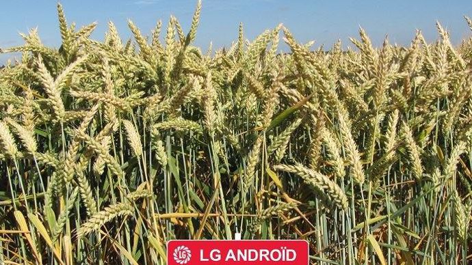 LG Androïd