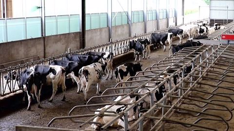 L'outil Bovi'moov, présenté par GDS Bretagne, suit et analyse le comportement des animaux pour vérifier l'aménagement du bâtiment (©Terre-net Média) L'outil Bovi'moov, présenté par GDS Bretagne, suit et analyse le comportement des animaux pour vérifier l'aménagement du bâtiment (©Terre-net Média)