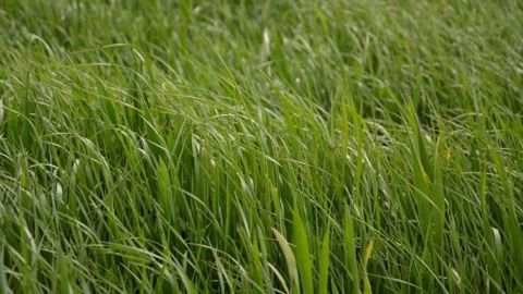 Le faux-semis a montré son intérêt pour une meilleure gestion des ray-grass Le faux-semis a montré son intérêt pour une meilleure gestion des ray-grass