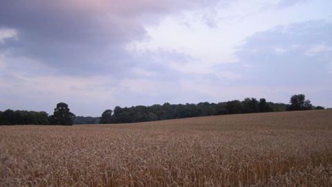 Quelles seront les conditions météo pour la fin des moissons ? (©Terre-net Média)