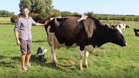 Laurent Dacquin, éleveur (62) : « Emmener ma vache au Space, c'est le Graal ! » Laurent Dacquin, éleveur (62) : « Emmener ma vache au Space, c'est le Graal ! »