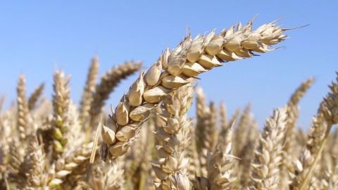 Agritel estime que l'Union européenne produira 15 millions de tonnes de blé en moins cette année. (©Terre-net Média)
