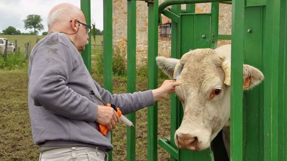 Les distributeurs de médicaments vétérinaires et leur organisme professionnel ont profité de l'épidémie de FCO qu'a connue la France entre 2007 et 2010 pour gonfler le montant de l'indemnisation des frais logistiques versée par l'État. (©Terre-net Média)