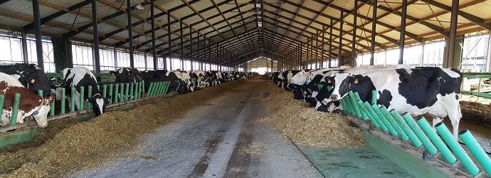 Reportage sur la ferme des 1000 vaches