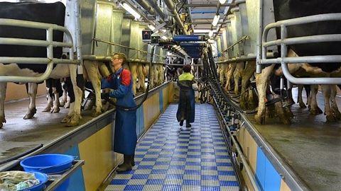 Même s'il semble coûter cher, le salarié a l'avantage d'être polyvalent par rapport à un robot de traite. (©Terre-net Média) Même s'il semble coûter cher, le salarié a l'avantage d'être polyvalent par rapport à un robot de traite. (©Terre-net Média)