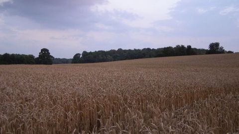 Le retour du sec en Roumanie et Bulgarie a permis de terminer les récoltes de blé dans les deux pays. (©Terre-net Média)