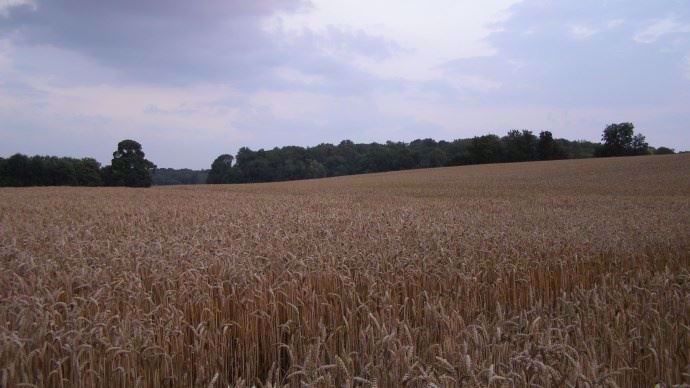 Champs de blé