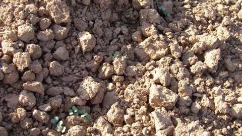 Une croissance rapide et continue du colza permet de limiter l'impact des ravageurs d'automne sur la culture. (©Terre-net Média) Une croissance rapide et continue du colza permet de limiter l'impact des ravageurs d'automne sur la culture. (©Terre-net Média)