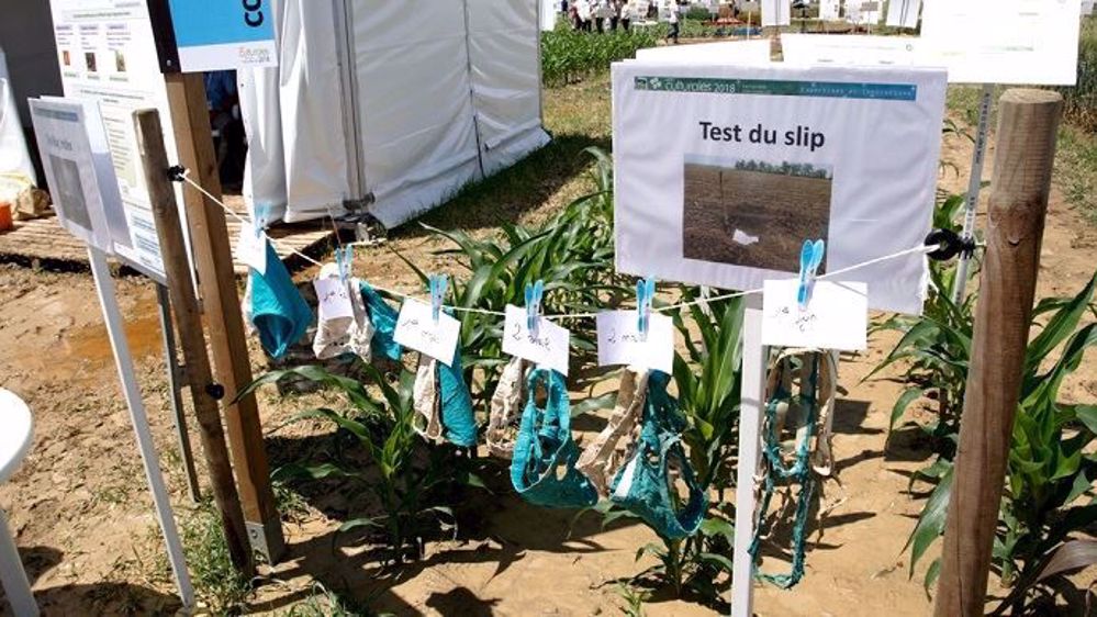 Le test du slip : moins celui-ci est présentable, plus votre sol se porte bien ! Un moyen simple mais efficace de déterminer la fertilité biologique de votre sol... (©Nicolas Mahey)