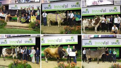 Palmarès de tous les concours bovins du Space 2018 à découvrir ci-dessous. (©Space et Terre-net Média)