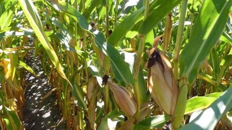 Les cours du maïs et du soja étaient cette semaine sous la pression des observations de participants à une tournée dans les principales régions de production agricole aux Etats-Unis organisée par Pro Farmer. (©Terre-net Média)