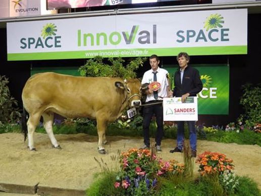 Laponie, prix de championnat génisses de la race parthenaise.