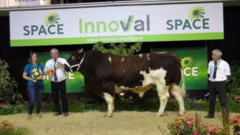 Hangora, champion mâle de la race rouge des prés. (©Space) Hangora, champion mâle de la race rouge des prés. (©Space)