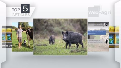 Articles les plus lus sur Web-agri cette semaine. (©Terre-net Média)