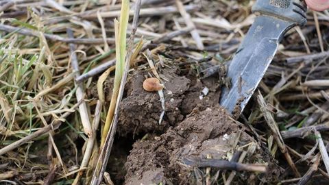 « En fonction des pratiques culturales, un hectare peut stocker jusque 300 voire 500 kg de carbone », précise Milena Till de TFT. (©Terre-net Média)