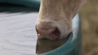 L'idéal est de pouvoir déplacer le bac d'un paddock à l'autre pour améliorer la gestion du pâturage tournant et maximiser l'exploitation de l'herbe. (©Watier-visuel) L'idéal est de pouvoir déplacer le bac d'un paddock à l'autre pour améliorer la gestion du pâturage tournant et maximiser l'exploitation de l'herbe. (©Watier-visuel)