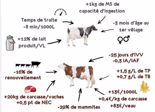 Les conséquence technico-économiques des deux races ont été calculées grâce à l'outil Orfée développé par l'Inra de Clermont-Ferrand.