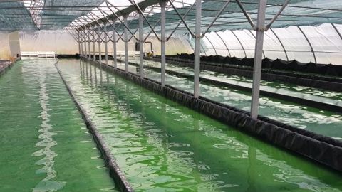 La spiruline est cultivée dans des bassins sous serres. (©FSF) La spiruline est cultivée dans des bassins sous serres. (©FSF)