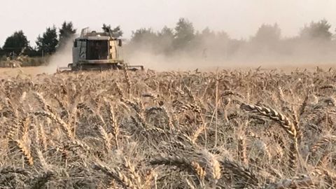 La sécheresse qui a sévi cet été - et qui sévit encore -  dans les pays du nord de l'Europe, a fortement impacté la production de grains. (©@benj_thi)
