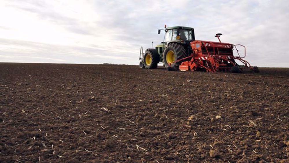 Avec les conditions sèches de l'année, les faux-semis sont peu efficaces. Arvalis préconise donc d'exclure les semis précoces dans les parcelles connues pour être infestées de ray-grass et de vulpins. (©Arvalis-Institut du végétal)