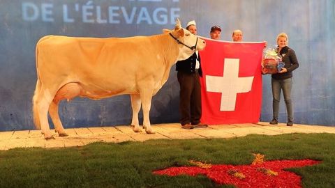 Claudia décroche le titre de Grande championne du concours européen Simmental. (©Terre-net Média) Claudia décroche le titre de Grande championne du concours européen Simmental. (©Terre-net Média)