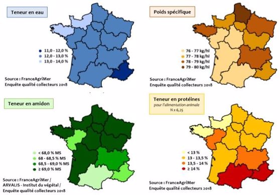 Le volume et la qualité du blé tendre 2018 semble être au rendez-vous